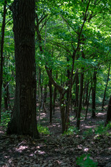 Obraz premium Green forest at Frontenac State Park on a sunny day near Frontenac, Minnesota.