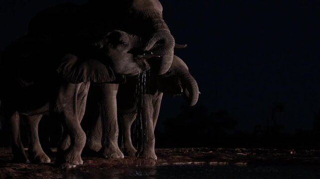  African elephants drinking water at night eyelevel