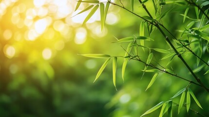 Fototapeta premium Sunlit Bamboo Leaves with a Green Bokeh Background