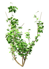 Naklejka premium 3D Rendering Currant Bush on White