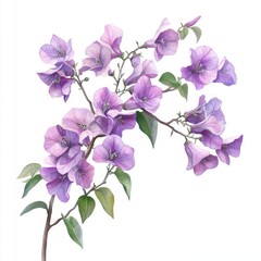 Obraz premium An illustration of a branch of lilac bougainvilleas, from corner to corner