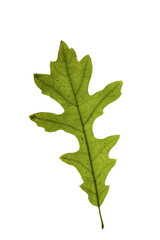 Fototapeta premium autumn leaf