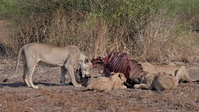 pride of lioness (Panthera leo) with cubs at buffalo kill, South Luangwa National Park, Mfuwe, Zambia, Africa