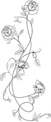 Rose garden illustration in Fine line art 