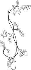 Fototapeta premium Rose garden illustration in Fine line art 