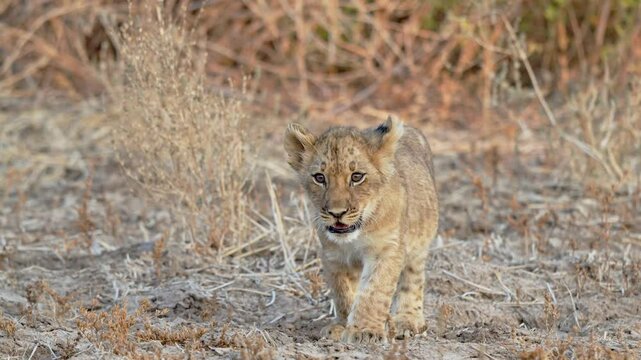 walking lion cub (Panthera leo), South Luangwa National Park, Mfuwe, Zambia, Africa