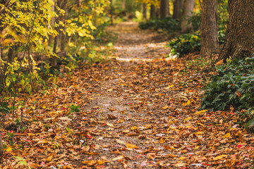autumn path with leaves in the park