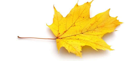 Obraz premium One Yellow Dry Maple Leaf Closeup