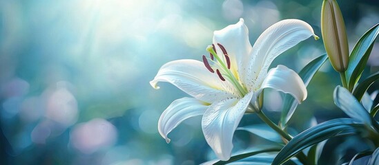 Fototapeta premium Fully Blooming Beautiful Lily Yuri Flower Is Shining In The Light