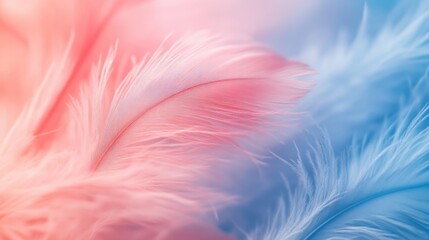 Obraz premium Macro shot of softly blurred pink and blue feathers background