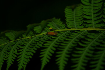 fern leaf in the forest With small insect