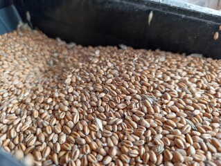 Obraz premium A close up of a bin full of barley grains