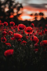 Obraz premium Rustic Poppy Field Against a Colorful Sunset