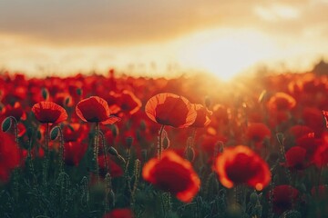 Obraz premium Poppy Field Bathed in Warm Sunset Hues