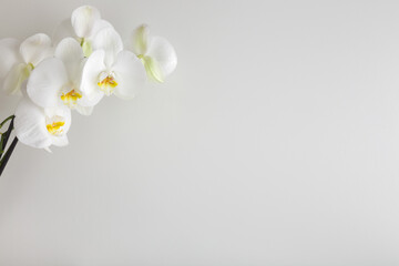 Branch of fresh white orchid flowers on gray background. Closeup. Condolence card. Empty place for emotional, sentimental text, quote or sayings. Front view. © fotoduets