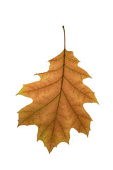 autumn  leaf