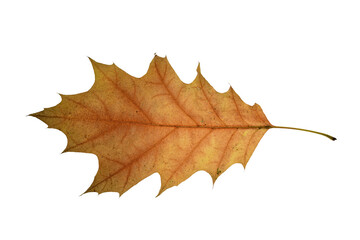 autumn  leaf