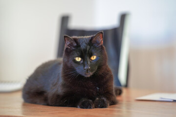 Schwarze Katze mit gelben Augen liegt auf dem Tisch im Wohnzimmer