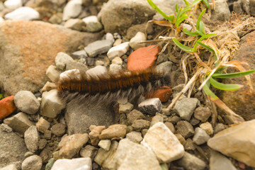 Bruco peloso su un sentiero di montagna
