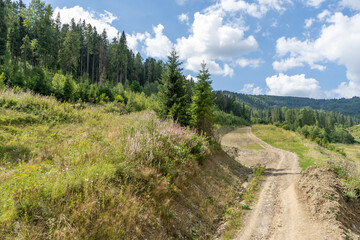 Dirt road in the forest. Nature outdoor. Summer day. Green trees. Carpathian mountain