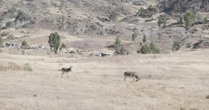 Donkeys Grazing in a Dry Field of Yellow Grass near the Wilcacocha Lagoon in Ancash Peru