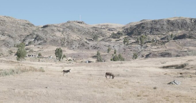 Donkeys Grazing in a Dry Field of Yellow Grass near the Wilcacocha Lagoon in Ancash Peru