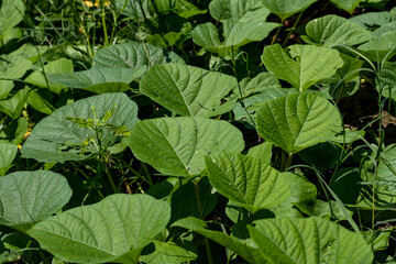 A repeated leave green carpet of large leaves and creeping trees