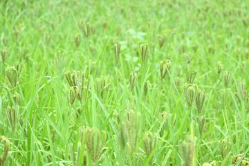 Fototapeta premium Eleusine coracana or finger millet plants. It is called Ragi and madua in India and Kodo in Nepal. It is an annual herbaceous plant. Its widely grown as a cereal crop in the in Africa and Asia. 