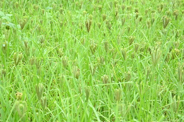 Obraz premium Eleusine coracana or finger millet plants. It is called Ragi and madua in India and Kodo in Nepal. It is an annual herbaceous plant. Its widely grown as a cereal crop in the in Africa and Asia. 