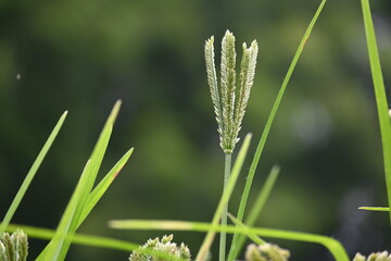 Eleusine coracana or finger millet plants. It is called Ragi and madua in India and Kodo in Nepal. It  is an annual herbaceous plant. Its widely grown as a cereal crop in the in Africa and Asia.
