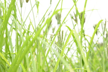 Eleusine coracana or finger millet plants. It is called Ragi and madua in India and Kodo in Nepal. It  is an annual herbaceous plant. Its widely grown as a cereal crop in the in Africa and Asia.
