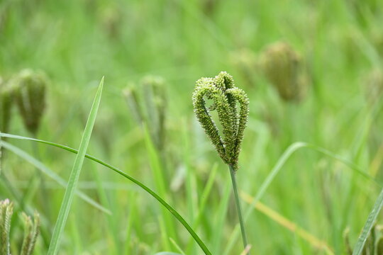 Eleusine coracana or finger millet plants. It is called Ragi and madua in India and Kodo in Nepal. It  is an annual herbaceous plant. Its widely grown as a cereal crop in the in Africa and Asia.
