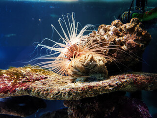 aquarium with underwater world © Ekaterina