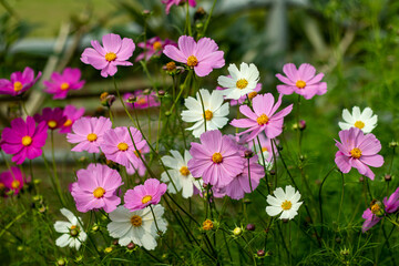 Fototapeta premium Cosmos flower is a heat loving plant, they grow during spring and summer