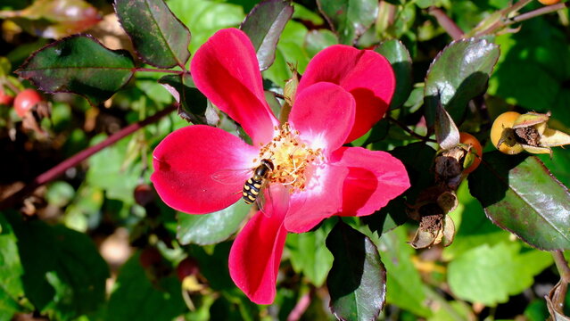 Hoverfly (Eupeodes corollae) female on rosa Candia Meillandecor flower head close-up