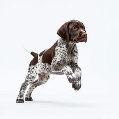 German Short Hair Pointer Puppy Dog, Cute Playful Pet, Isolated on White Background