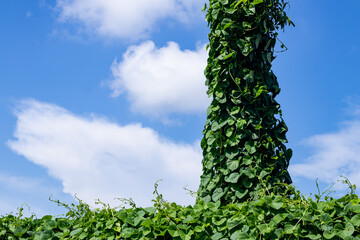 Green wild creepers clinging to a big tree behind white clouds in the blue sky