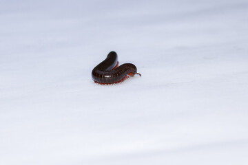 Millipede insect (Trigoniulus corallinus) on isolated white background