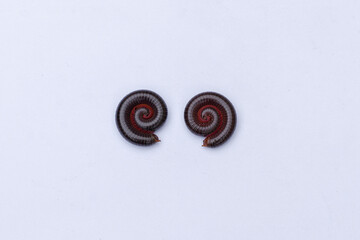 Millipede insect (Trigoniulus corallinus) on isolated white background