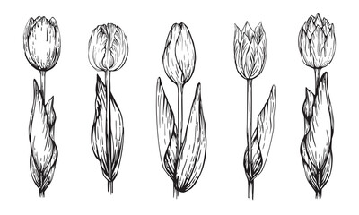 Set of drawings of tulips isolated on a white background. Vector black linear hand drawn drawing.
