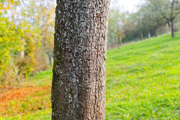 Obraz premium Close-up of tree trunk of pear tree covered with lichen with meadow in the background at Swiss City of Zurich on a sunny autumn afternoon. Photo taken October 29th, 2024, Zurich, Switzerland.