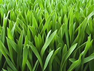 Obraz premium A close-up view of vibrant green grass blades, showcasing their texture and color.