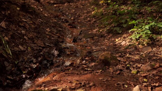 plan fixe d'un petit cours d'eau