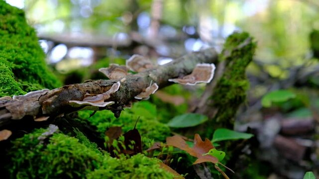 mushrooms on trunks, Coriolus versicolor