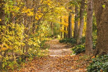 Fototapeta premium walking path in autumn forest at park