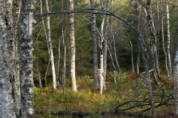 Obraz premium A beautiful autumn mountain landscape with birch forest in Northern Norway.