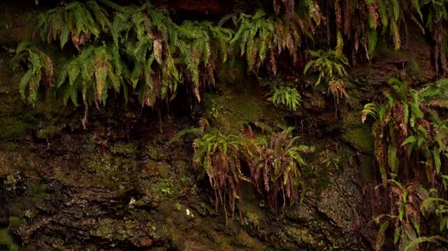 sources ferrugineuses, avec de nombreuses sorties d'eau qui lavent les plantes fix&eacute;es sur le roch&eacute;, en plan fxe, 