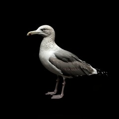 Obraz premium Seagull isolated on black background