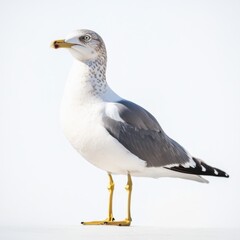 Naklejka premium Seagull standing on the ground isolated on a white background.