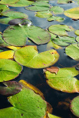 water lily in the pond
